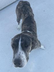Found/Stray Male Dog last seen Old River Rd and Bear Mountain blvd, Bakersfield, CA 93311