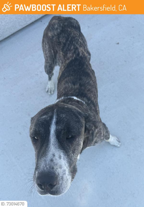 Found/Stray Male Dog last seen Old River Rd and Bear Mountain blvd, Bakersfield, CA 93311