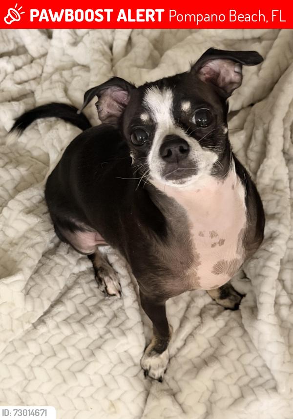 Lost Male Dog last seen Sample road with dixie, Pompano Beach, FL 33060