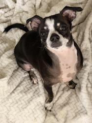 Lost Male Dog last seen Sample road with dixie, Pompano Beach, FL 33060