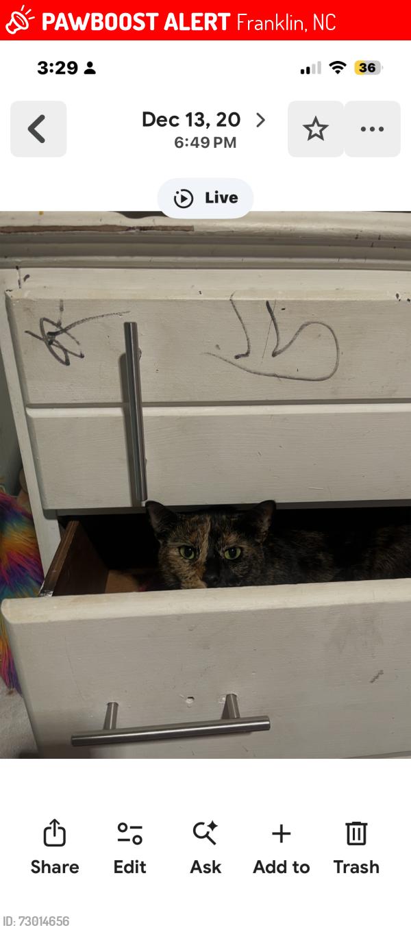 Lost Female Cat last seen Bryson city rd & Windy gap, franklin, Franklin, NC 28734