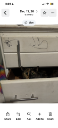 Lost Female Cat last seen Bryson city rd & Windy gap, franklin, Franklin, NC 28734