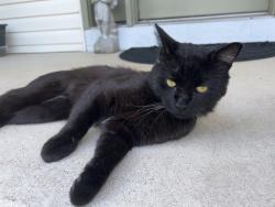 Found/Stray Male Cat last seen Found on Hightower Rd - near Susan Ln and Maplewood Rd, Southington, CT 06489