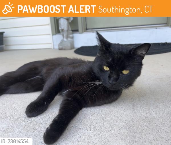 Found/Stray Male Cat last seen Found on Hightower Rd - near Susan Ln and Maplewood Rd, Southington, CT 06489