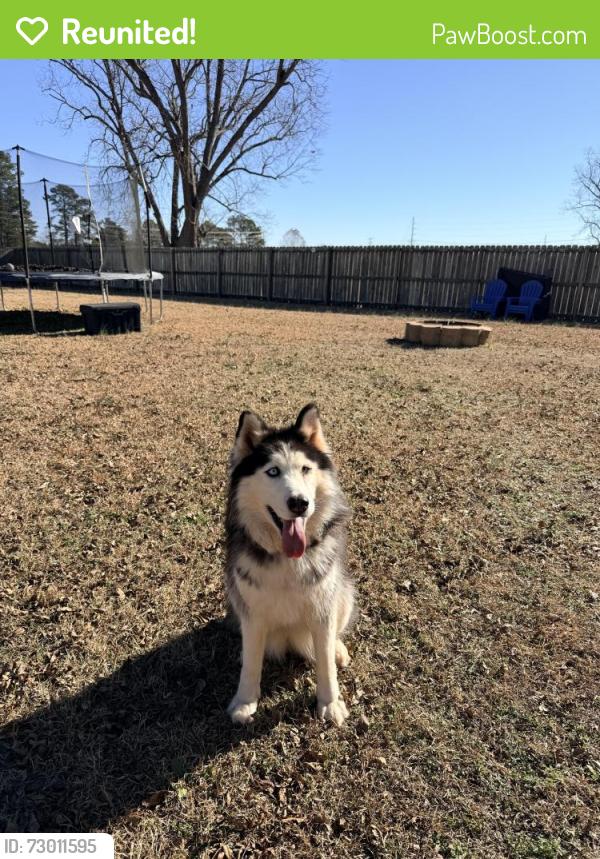 Reunited Female Dog last seen Snowhill rd and classic rd , Hope Mills, NC 28348