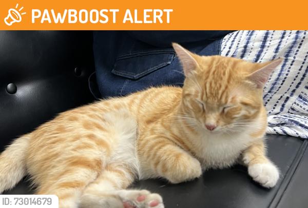 Found/Stray Male Cat last seen Millstream lane, Contra Costa County, CA 94526