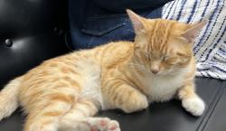 Found/Stray Male Cat last seen Millstream lane, Contra Costa County, CA 94526