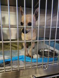 Lost Male Dog last seen Devore California, San Bernardino, CA 92407