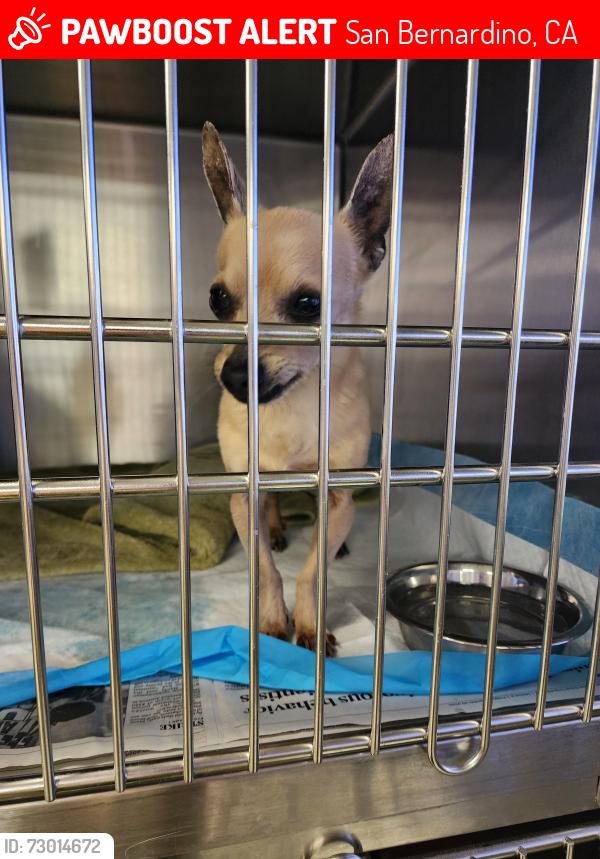 Lost Male Dog last seen Devore California, San Bernardino, CA 92407