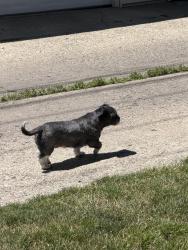 Found/Stray Male Dog last seen Catalpa and N California, Chicago, IL 60625