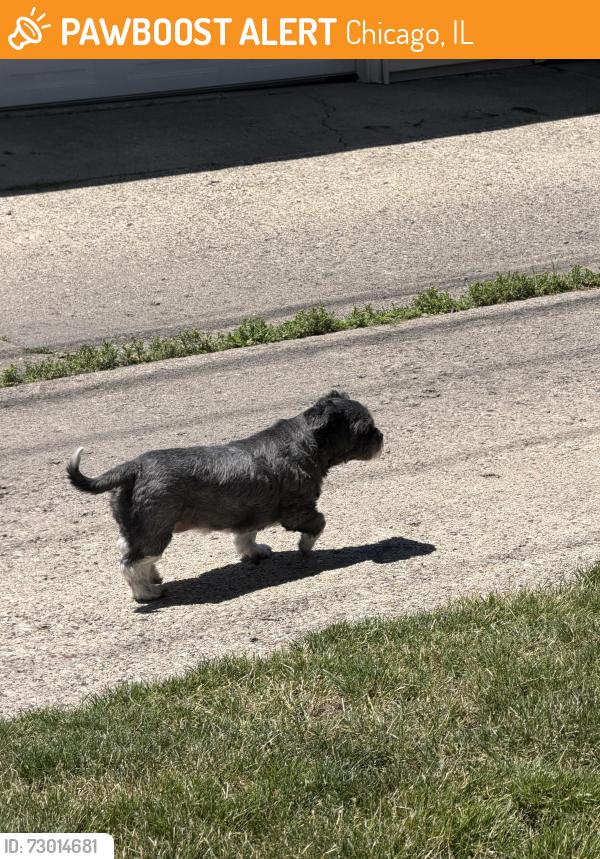 Found/Stray Male Dog last seen Catalpa and N California, Chicago, IL 60625