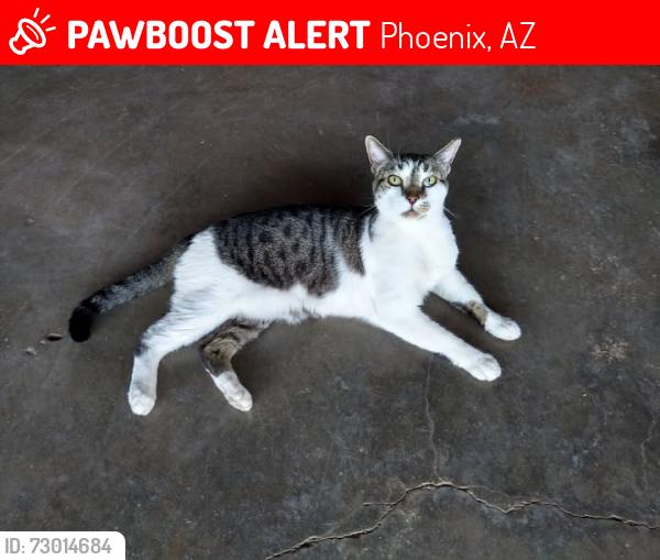 Lost Male Cat last seen 23RD AVE AND NORTHER, Phoenix, AZ 85021