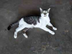 Lost Male Cat last seen 23RD AVE AND NORTHER, Phoenix, AZ 85021