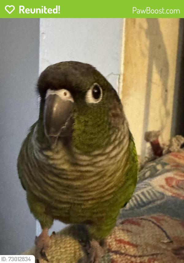 Reunited Male Bird last seen Daddy I doughnuts , Mississauga, ON L5A