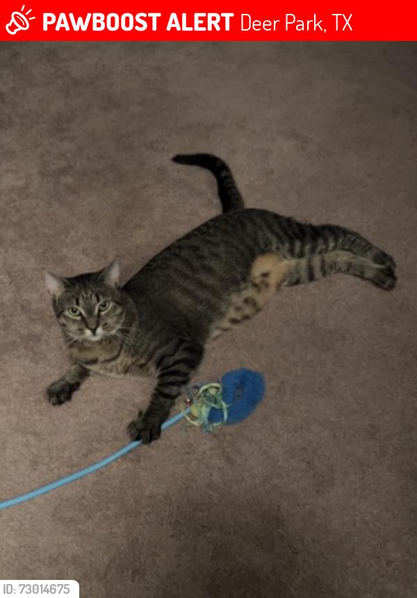 Lost Male Cat last seen Villages of Deer Park, Deer Park, TX 77536