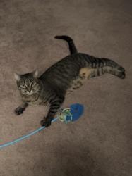 Lost Male Cat last seen Villages of Deer Park, Deer Park, TX 77536