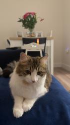 Reunited Male Cat last seen Eveas Road, Tonge Road, Kent, England ME10 3FS