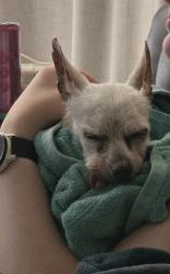 Found/Stray Male Dog last seen Near S 1000 E , Salt Lake City, UT 84105