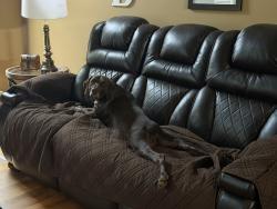 Lost Male Dog last seen Forsyth and Marjane, Bibb County, GA 31210