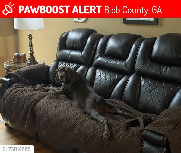 Lost Male Dog last seen Forsyth and Marjane, Bibb County, GA 31210