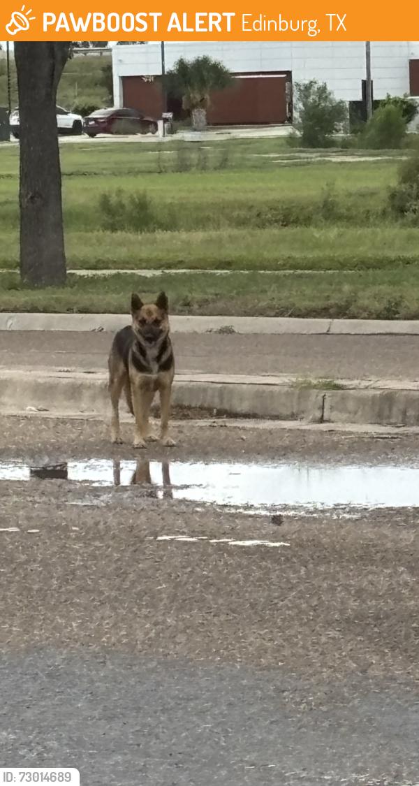 Found/Stray Female Dog last seen Silos express 281 frontage road , Edinburg, TX 78542