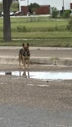 Found/Stray Female Dog last seen Silos express 281 frontage road, Edinburg, TX 78542