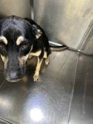 Shelter Stray Female Dog last seen Near Weber St., North District, , 355 Hillshire Dr, Haslet, TX 76052, USA