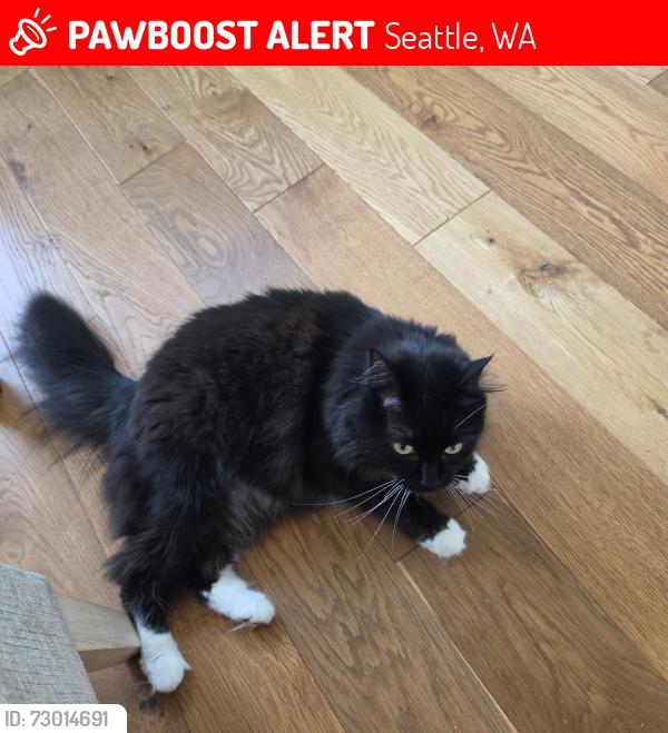 Lost Unknown Cat last seen John st & olive st, Seattle, WA 98102