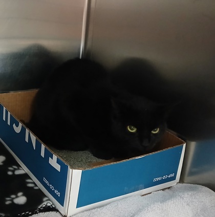 Shelter Stray Unknown Cat last seen Joplin St & Eastern Ave, 21224, MD, 301 Stockholm St, Baltimore, MD 21230, USA