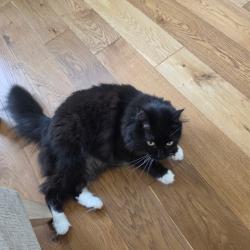 Lost Unknown Cat last seen John st & olive st, Seattle, WA 98102