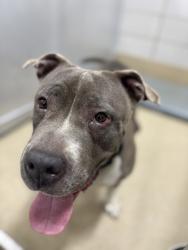 Shelter Stray Female Dog last seen Near Park Lake Drive, South District, TX, 355 Hillshire Dr, Haslet, TX 76052, USA