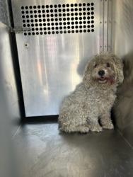 Shelter Stray Female Dog last seen Near Marlinda Cir, South District, TX, 355 Hillshire Dr, Haslet, TX 76052, USA
