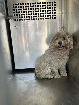 Shelter Stray Female Dog last seen Near Marlinda Cir, South District, TX, 355 Hillshire Dr, Haslet, TX 76052, USA