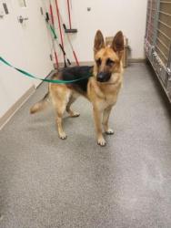 Shelter Stray Male Dog last seen Near Block of Hamilton Middletown Rd, Fairfield Twp, OH, 1820 Princeton Rd, Hamilton, OH 45011, USA
