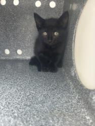 Shelter Stray Male Cat last seen Near GRAND AVE, North District, TX, 355 Hillshire Dr, Haslet, TX 76052, USA