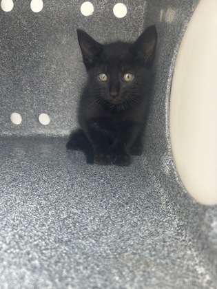 Shelter Stray Male Cat last seen Near GRAND AVE, North District, TX, 355 Hillshire Dr, Haslet, TX 76052, USA