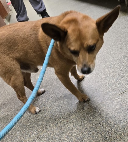 Shelter Stray Male Dog last seen on Main St in Hamilton by 513, Hamilton, OH, 1820 Princeton Rd, Hamilton, OH 45011, USA