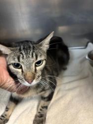 Shelter Stray Female Cat last seen , East District, TX, 355 Hillshire Dr, Haslet, TX 76052, USA