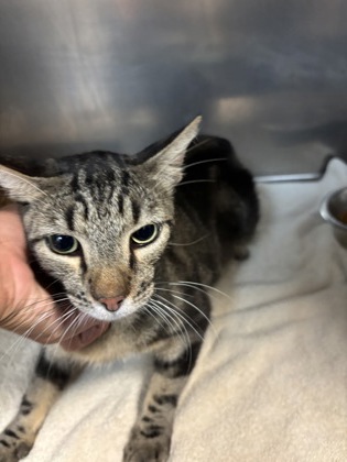 Shelter Stray Female Cat last seen , East District, TX, 355 Hillshire Dr, Haslet, TX 76052, USA