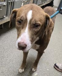 Shelter Stray Female Dog last seen Community Church In Somerville, Other, OH, 1820 Princeton Rd, Hamilton, OH 45011, USA