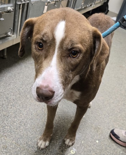 Shelter Stray Female Dog last seen Community Church In Somerville, Other, OH, 1820 Princeton Rd, Hamilton, OH 45011, USA