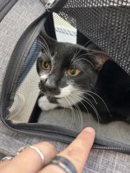 Shelter Stray Male Cat last seen , , TX, 355 Hillshire Dr, Haslet, TX 76052, USA