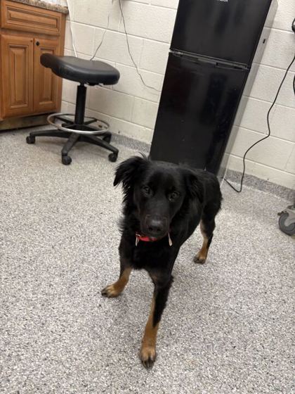 Shelter Stray Male Dog last seen Block of Mountie Ln, Knox County GP, TN, 3201 Division St, Knoxville, TN 37919, USA