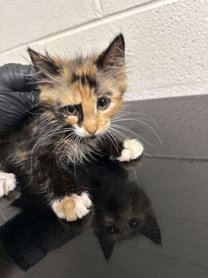 Shelter Stray Female Cat last seen Block of Chestnut St, Knox County GP, TN, 3201 Division St, Knoxville, TN 37919, USA