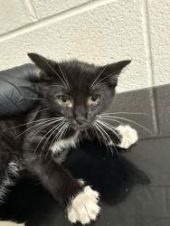 Shelter Stray Male Cat last seen Block of Chestnut St, Knox County GP, TN, 3201 Division St, Knoxville, TN 37919, USA