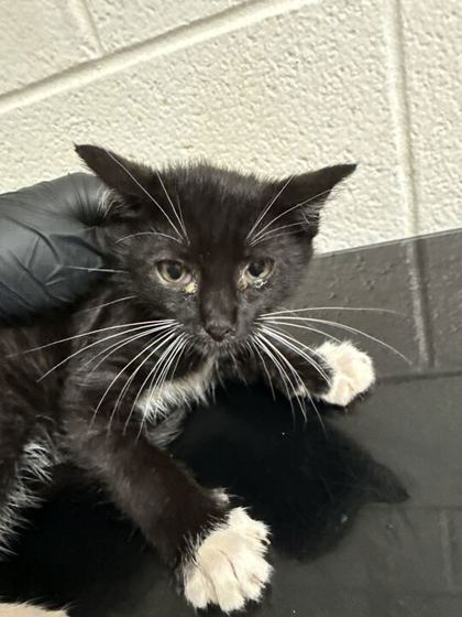 Shelter Stray Male Cat last seen Block of Chestnut St, Knox County GP, TN, 3201 Division St, Knoxville, TN 37919, USA