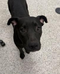 Shelter Stray Female Dog last seen Near Blue Parkway, 64132, MO, 7077 Elmwood Ave, Kansas City, MO 64132, USA