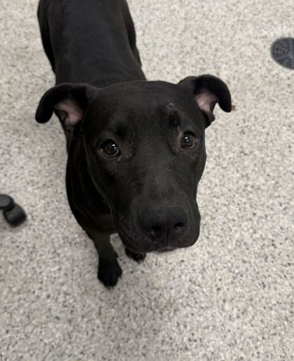 Shelter Stray Female Dog last seen Near Blue Parkway, 64132, MO, 7077 Elmwood Ave, Kansas City, MO 64132, USA