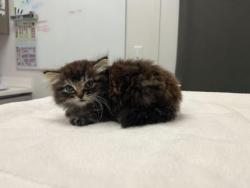 Shelter Stray Male Cat last seen Tracy Ave and E 63rd St, KCMO, 64110, 64110, MO, 7077 Elmwood Ave, Kansas City, MO 64132, USA