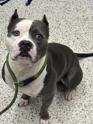 Shelter Stray Male Dog last seen Near yarbrough dr, South Fulton, GA, 1251 Fulton Industrial Blvd NW, Atlanta, GA 30336, USA